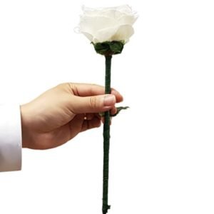 Color Changing Rose by JL Magic